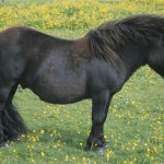 Shetland-Ponies-3